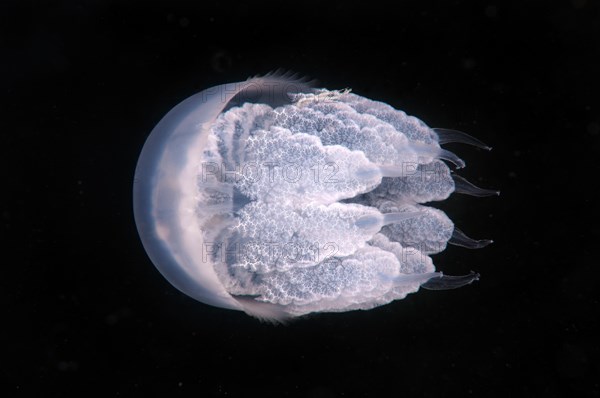 Barrel Jellyfish or Dustbin-lid Jellyfish (Rhizostoma pulmo)