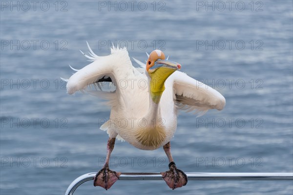 Great White Pelican (Pelecanus onocrotalus) sitting on the railing of the boat in Walvis Bay