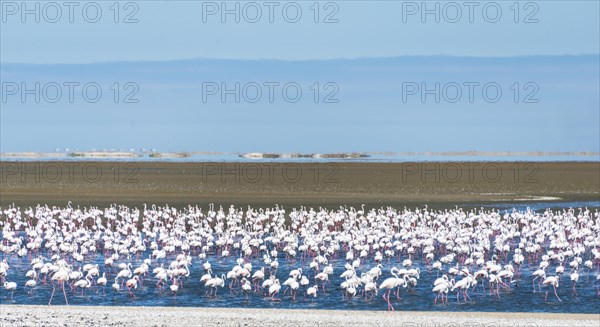 American flamingos (Phoenicopterus ruber) and Lesser Flamingos (Phoeniconaias minor)