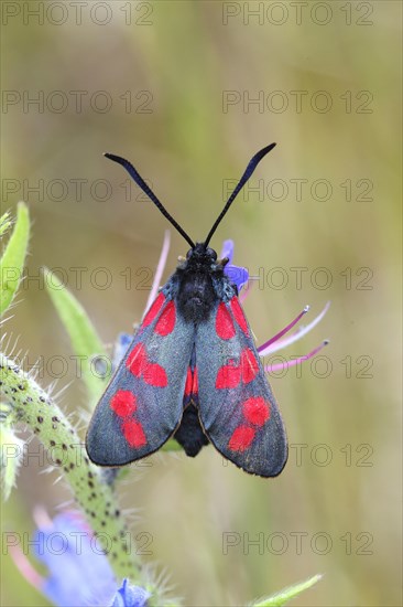 Six-spot Burnet (Zygaena filipendulae