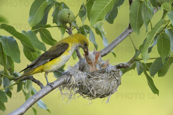 Golden Orioles (Oriolus oriolus)