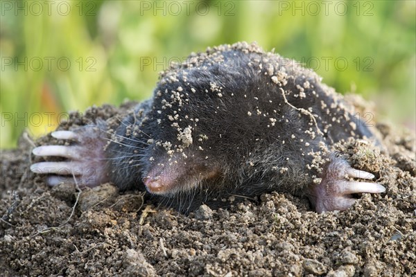 Mole (Talpa europaea)