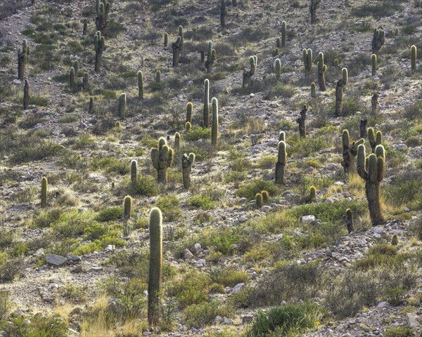 Trichocereus pasacana cacti