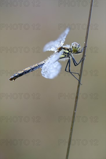 Black Meadowhawk or Black Darter (Sympetrum danae)