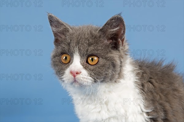Selkirk Rex kitten