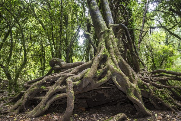 Southern Beech (Nothofagus) with a branched root system