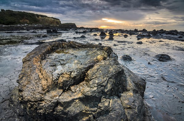 Petrified tree trunks