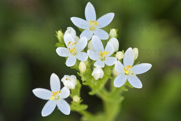 Centaury (Centaurium erythraea)