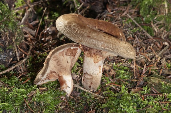 Brown roll-rim (Paxillus involutus)