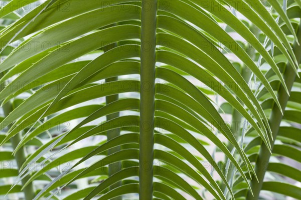 Giant Dioon