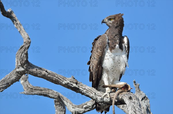 Martial Eagle (Polemaetus bellicosus)