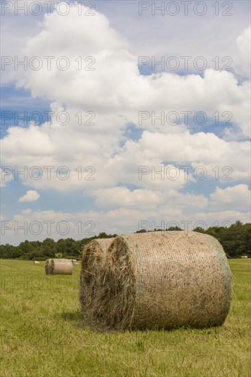 Round straw bales in a meadow