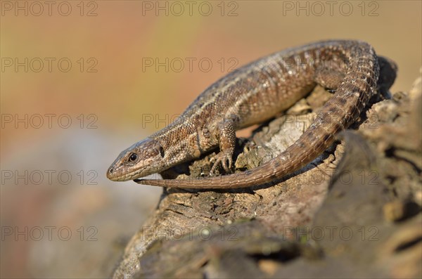 Pregnant Viviparous lizard (Zootoca vivipara)