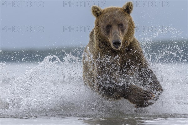 Brown bear (Ursus arctos)