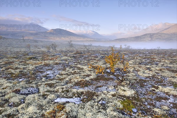 Downy Birch trees (Betula pubescens) and Reindeer Lichen (Cladonia rangiferina)