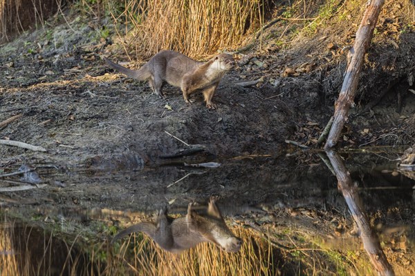 European otter (Lutra lutra)