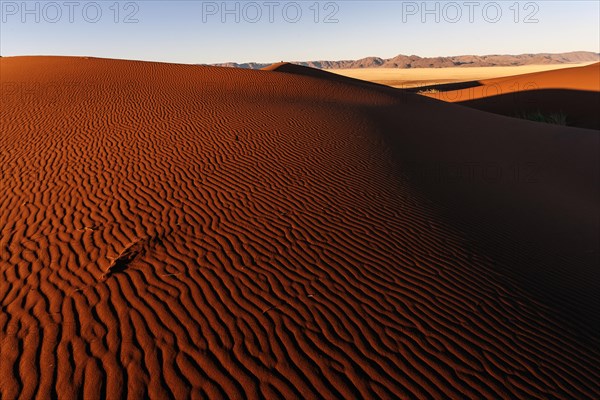 Sand dunes in the evening light