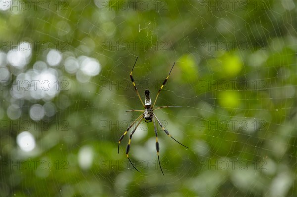 Golden Silk Orbweaver (Nephila clavipes) on the web