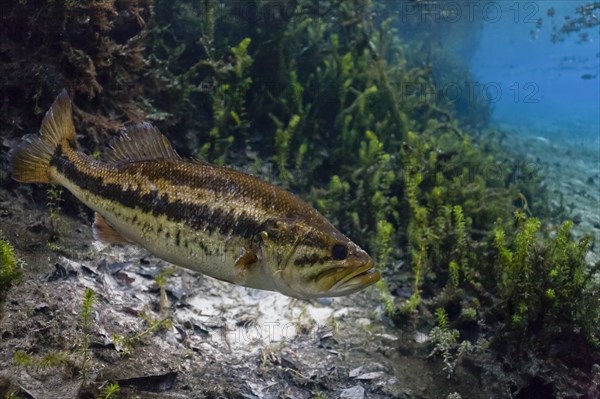 Largemouth Bass (Micropterus salmoides) in Santa Fe River