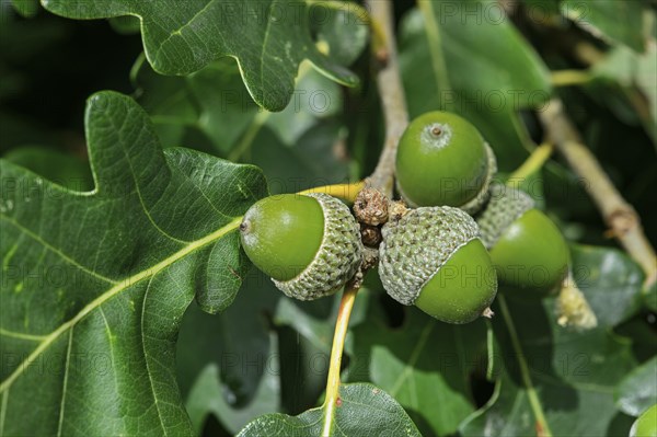 Acorns of the Downy Oak or Pubescent Oak (Quercus pubescens)