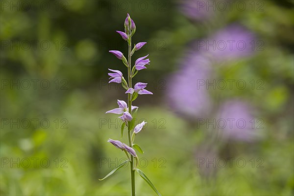 Red Helleborine (Cephalanthera rubra)