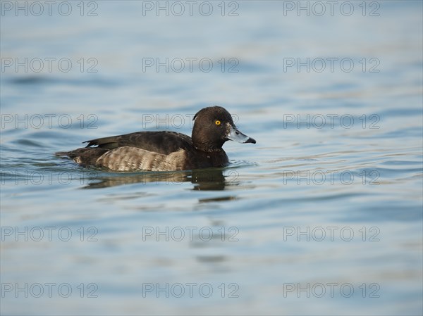 Tufted Duck (Aythya fuligula)