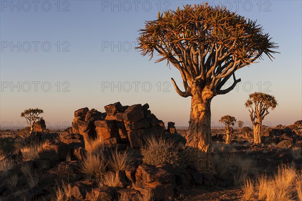 Quiver trees (Aloe dichotoma)