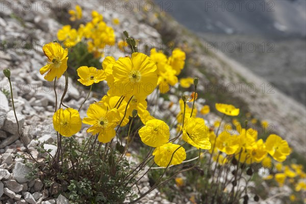 Alpine poppy (Papaver alpinum rhaeticum)