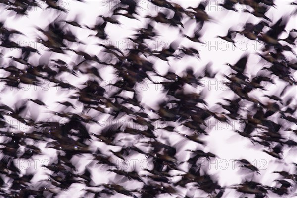 Flock of White-faced Whistling Ducks (Dendrocygna viduata) taking flight in early morning