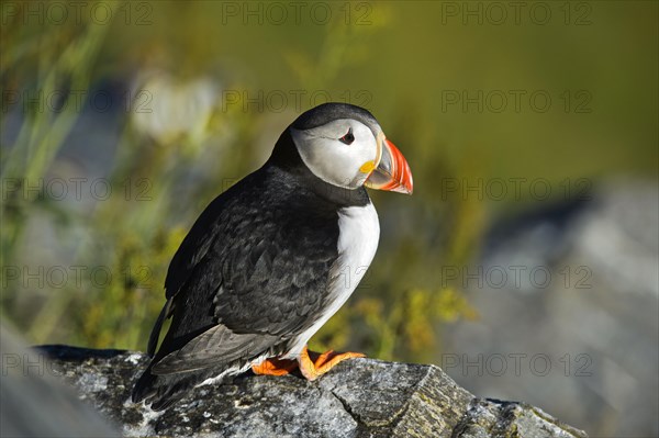 Common Puffin or Atlantic Puffin (Fratercula arctica)