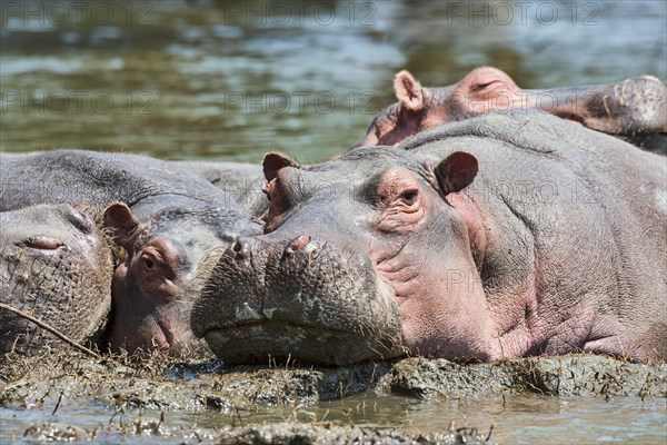 Hippos (Hippopotamus amphibius)