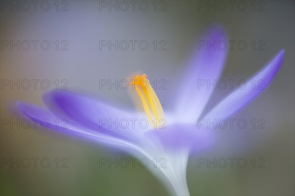 Woodland crocus (Crocus tommasinianus)