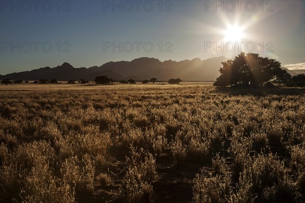 Grassy steppe with Camel Thorn trees (Vachellia erioloba)