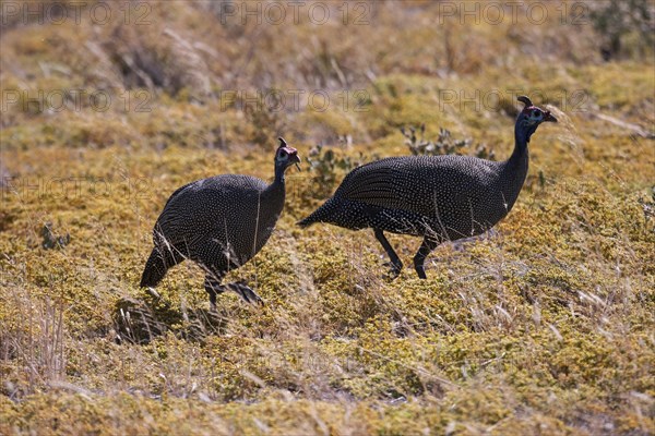 Helmeted guineafowl (Numida meleagris)