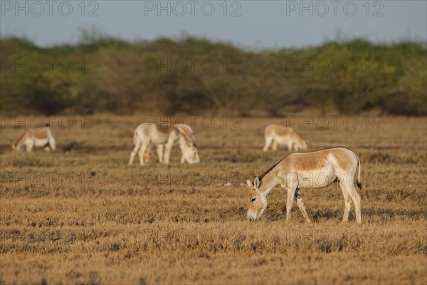 Onagers or Asiatic wild asses (Equus hemionus)