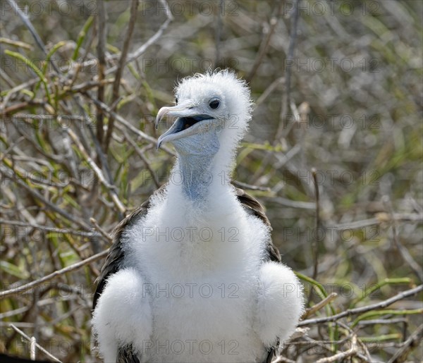 Great frigatebird (Fregata minor)