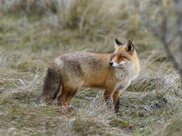 Red fox (Vulpes vulpes)