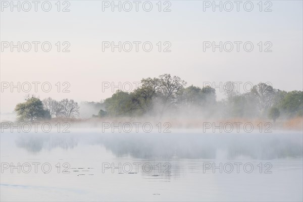 Lake with reed banks in the fog