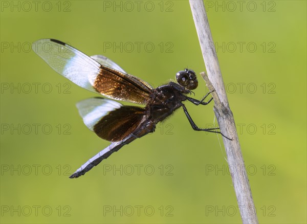 Widow Skimmer (Libellula luctuosa) perching on dry grass