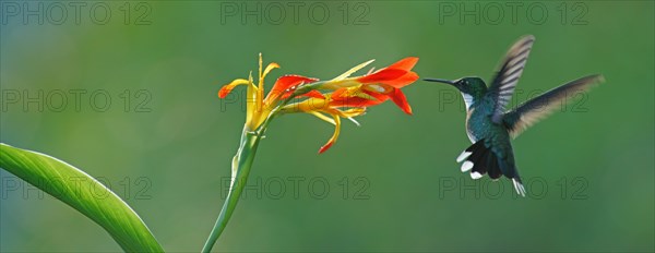 White-throated hummingbird (Leucochloris albicollis) drinking at a flower