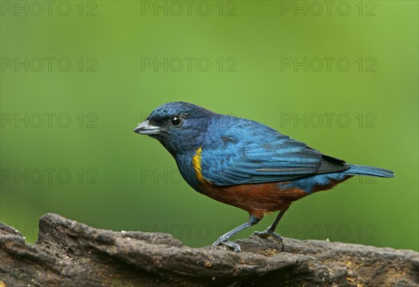 Chestnut-bellied euphonia (Euphonia prctoralis)