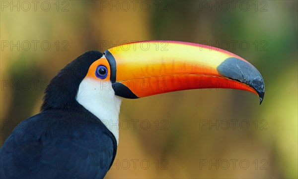 Toco toucan (Ramphastos toco)