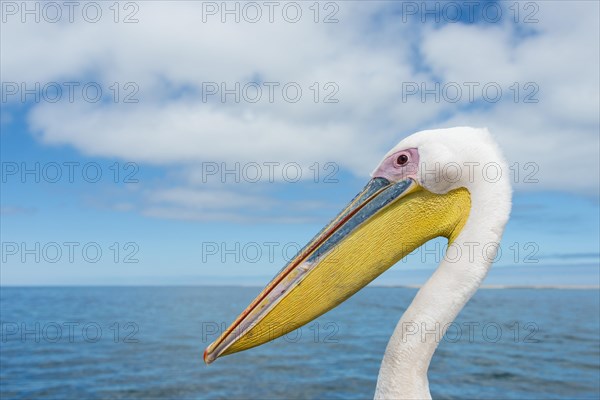 Great White Pelican (Pelecanus onocrotalus) in Walvis Bay