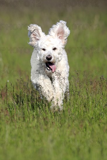 Labradoodle