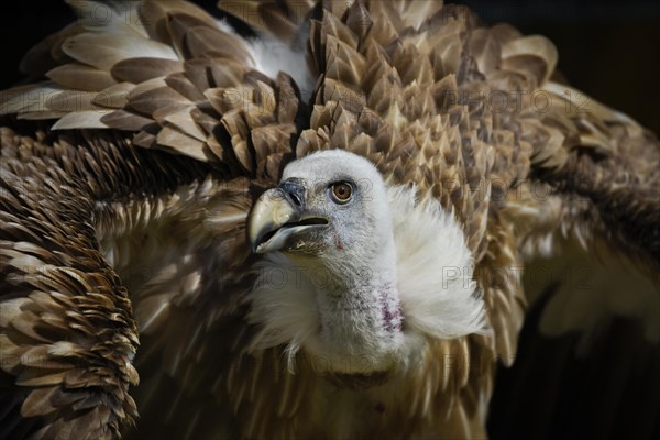 Griffon Vulture (Gyps fulvus)