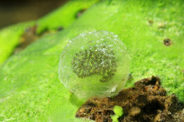 Eggs of a freshwater snail