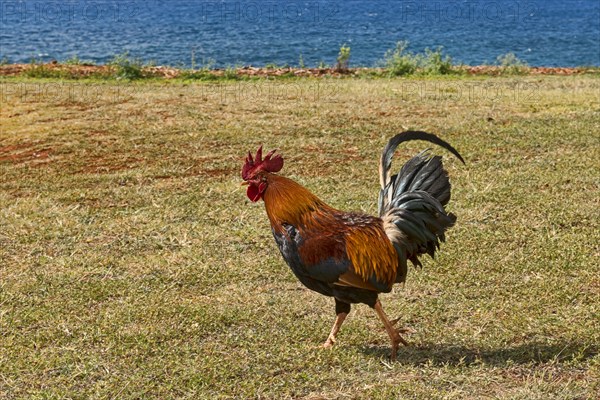 Rooster at the beach