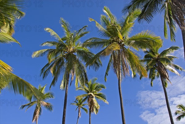 Palm grove