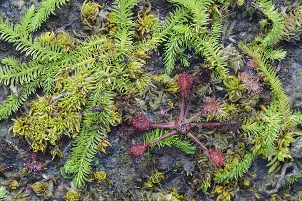 Bog Clubmoss (Lycopodiella inundata) and Round-leafed Sundew (Drosera rotundifolia)