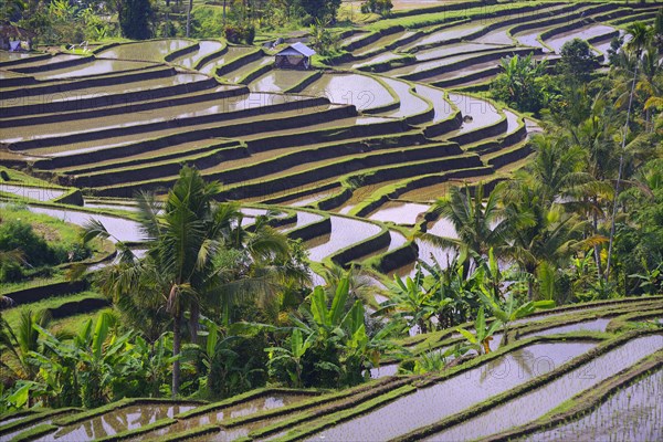 The famous rice terraces of Jatiluwih